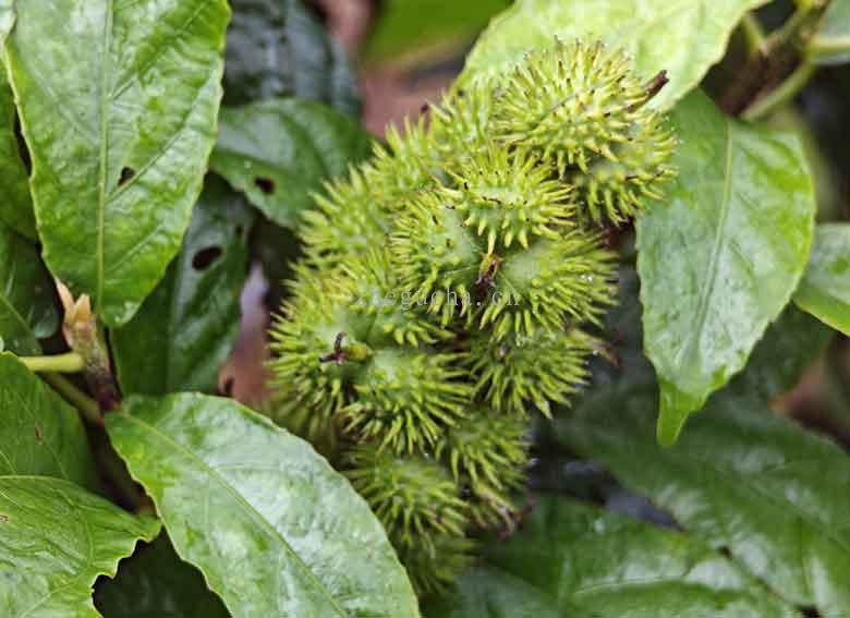海科大教师团队走进鹧鸪茶园取样,用于中药实验研究