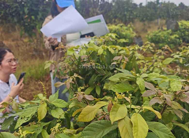 海科大教师团队走进鹧鸪茶园取样,用于中药实验研究